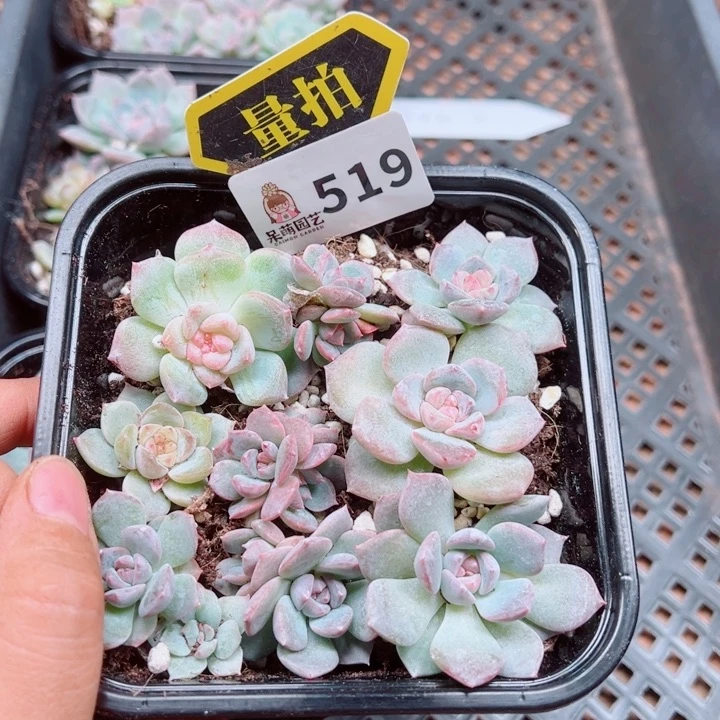 多肉植物多肉植物