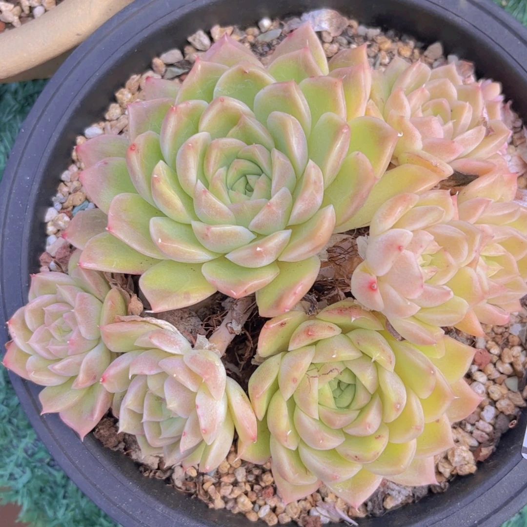 麦秆0424多肉植物