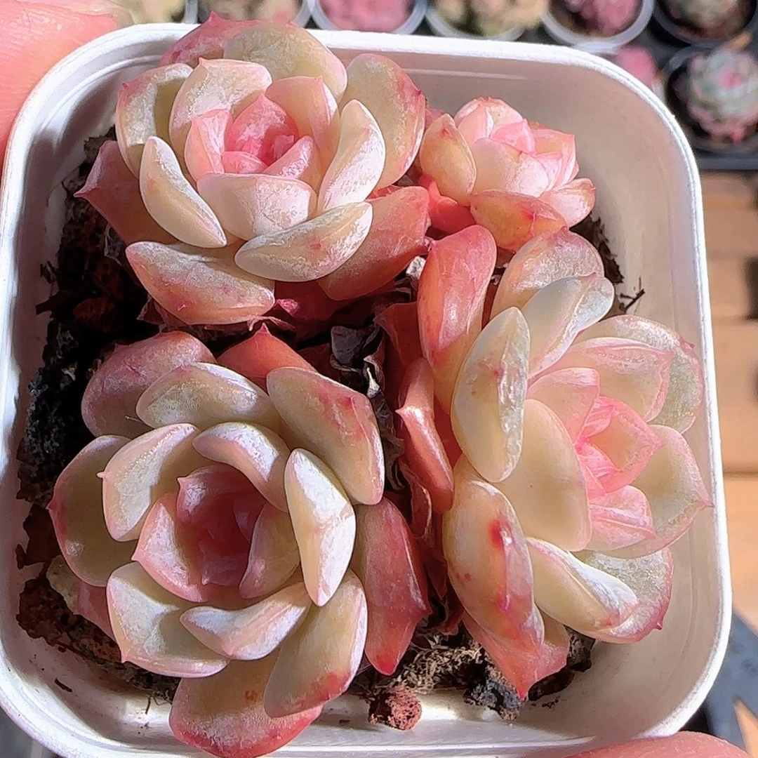 多肉1211-21绒晶融晶