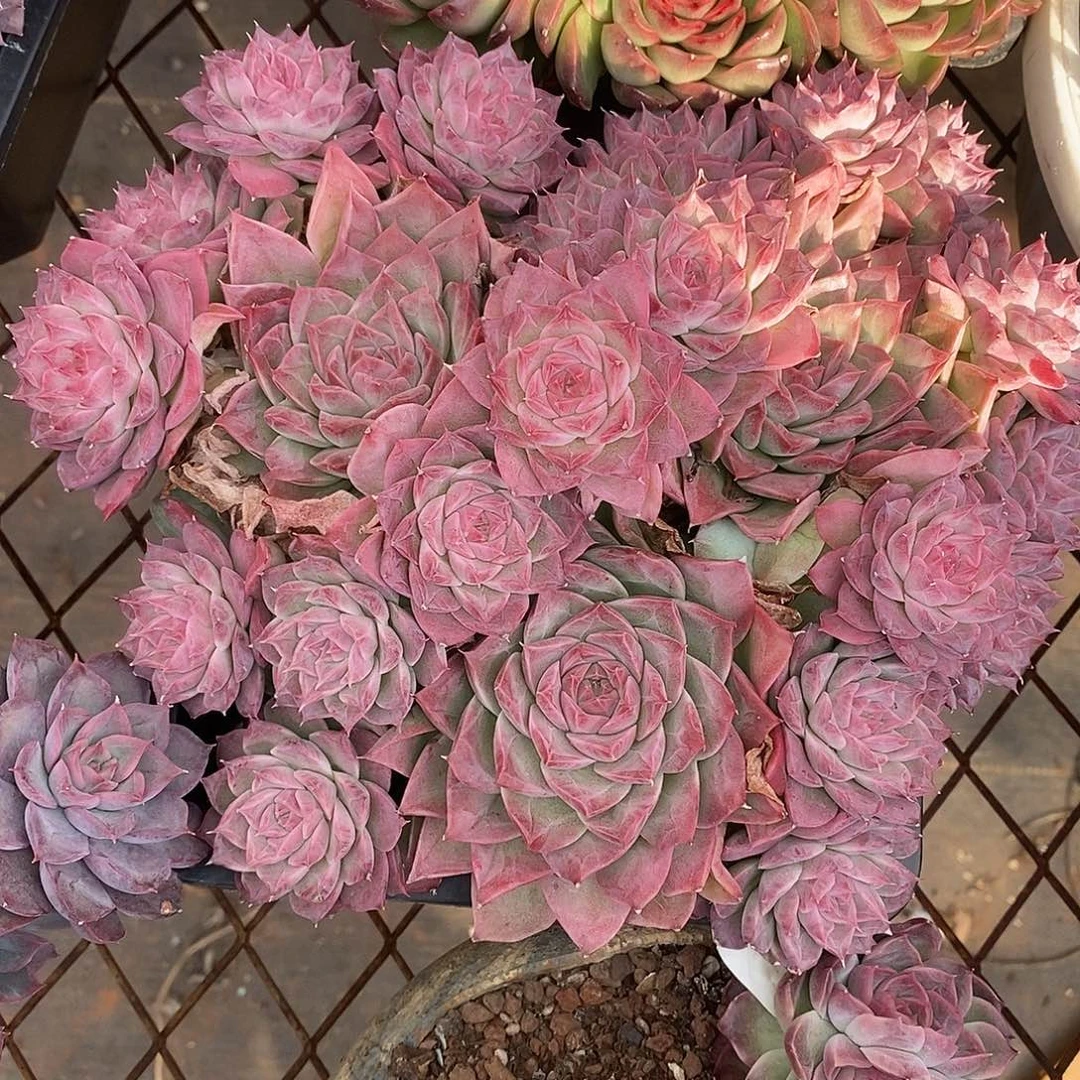 模特，模特防拍价格