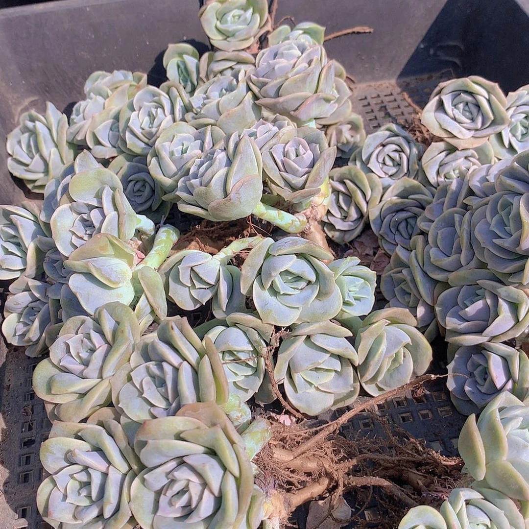 可爱玫瑰群4567899000000