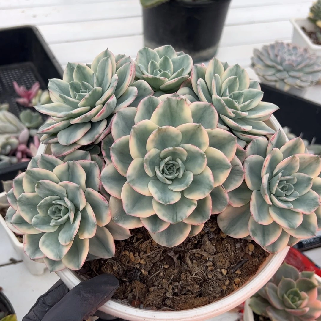 奶油黄桃锦，无砍覆轮锦