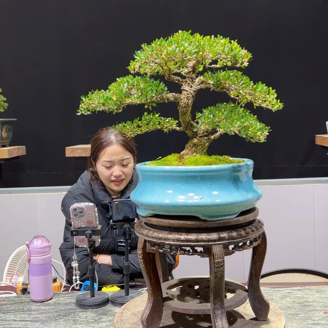 绿植黄杨盆景盆景