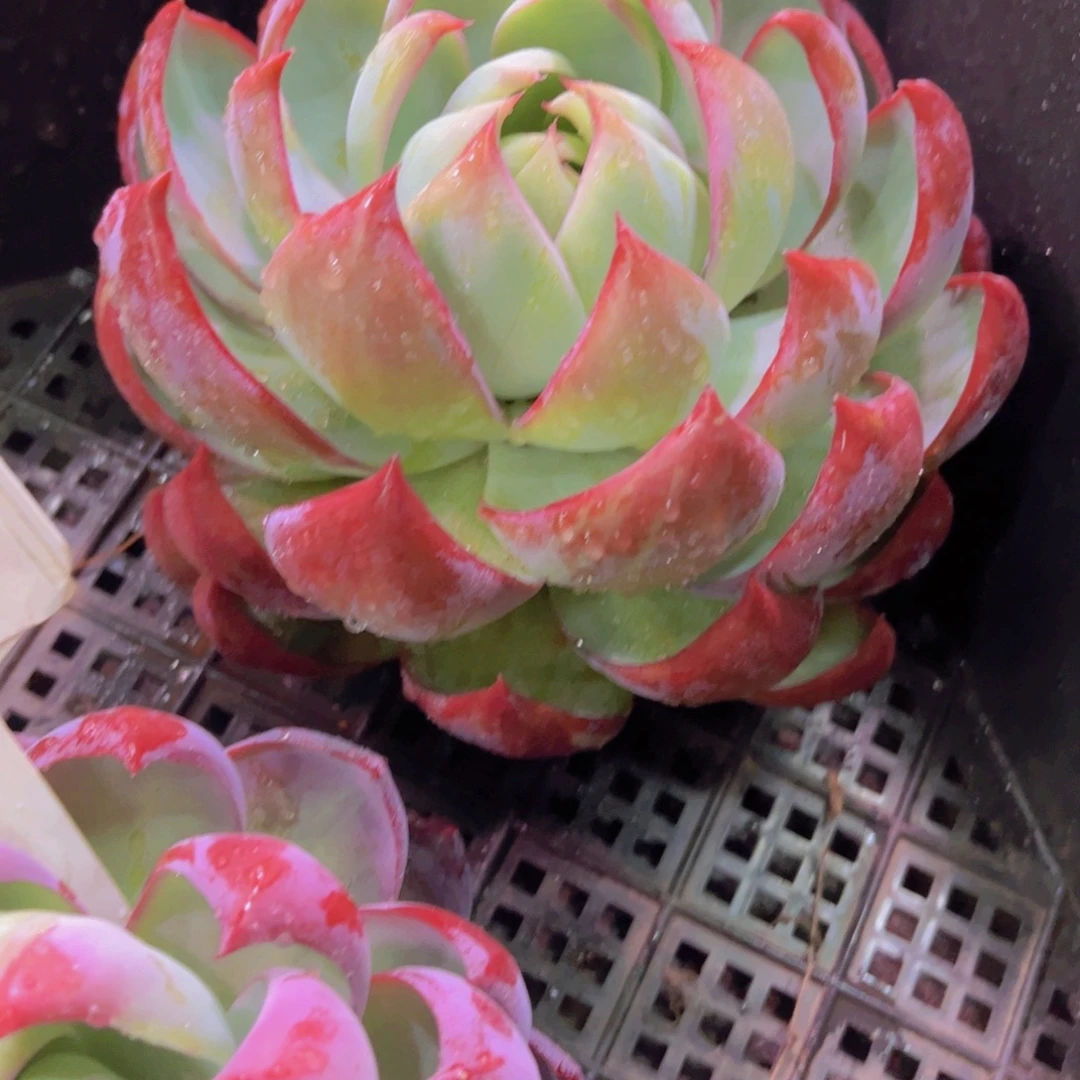 惊鸿Ａ763一颗一物一拍