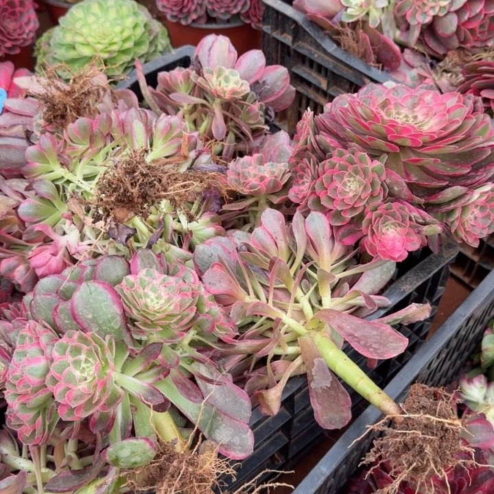 孔雀翎手捧花啊啊