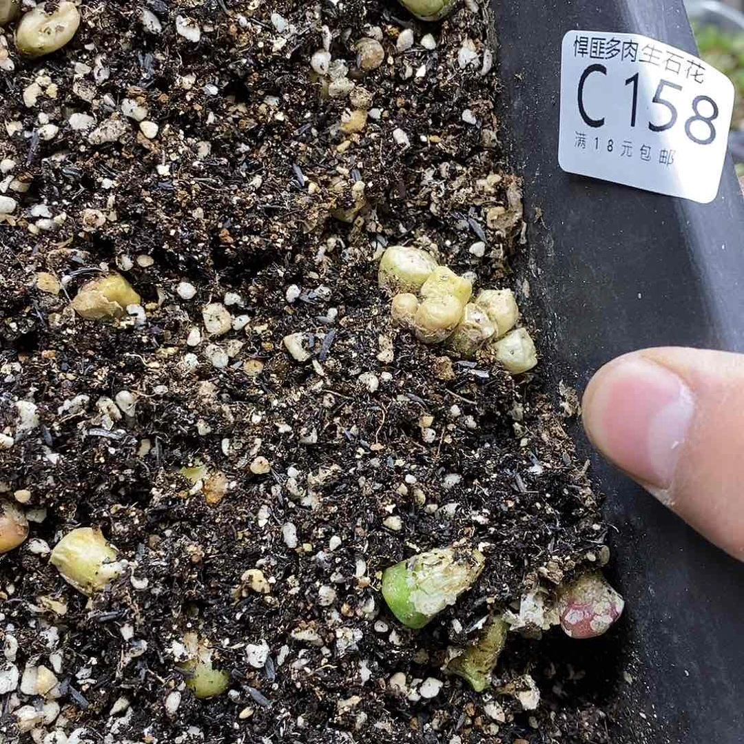 158号多肉植物多肉植物