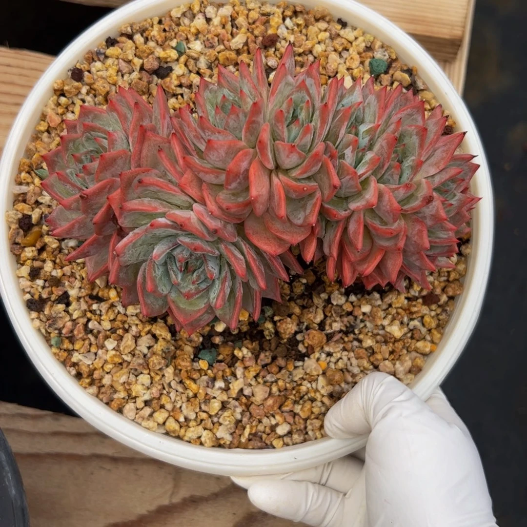 粉蓝鸟朵朵多肉植物