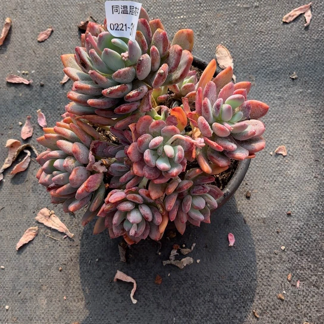 同温层多肉31灰姑娘