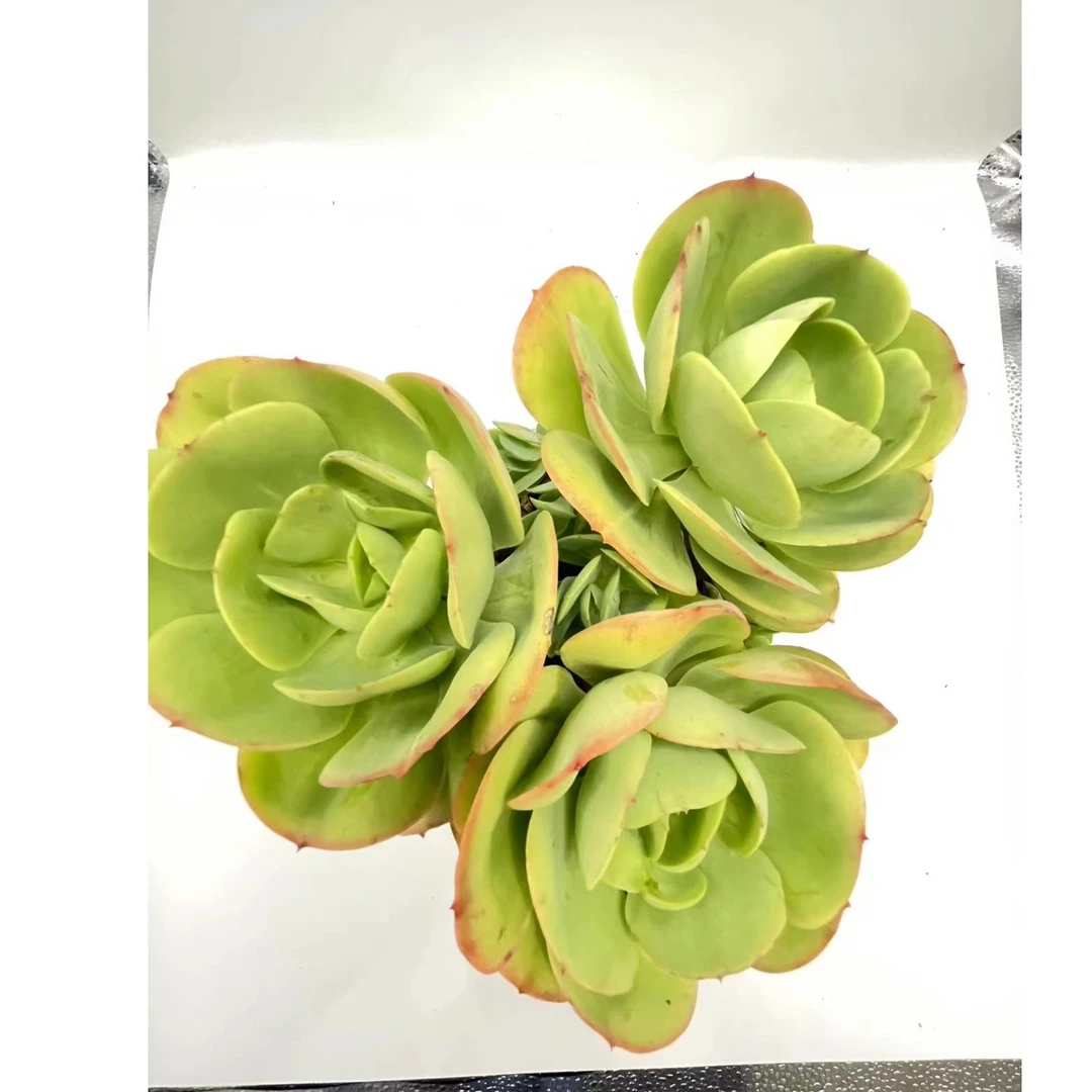 碧桃 多肉植物 叶片肥厚 云南基地直发 满18包邮
