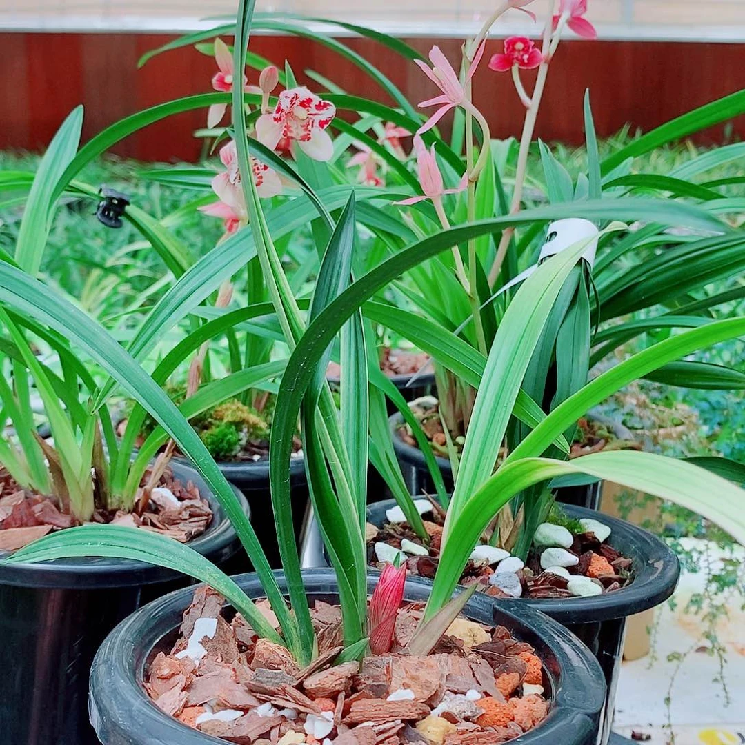樊***生全部花苞一物一拍漂亮花苞