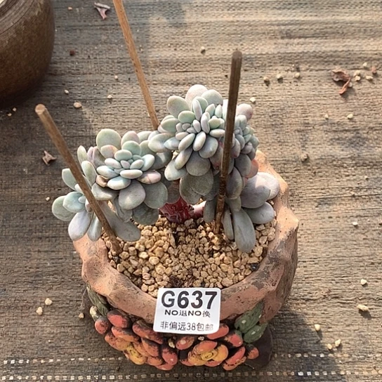 粉兔缀化637 亏本处理7-8天发货