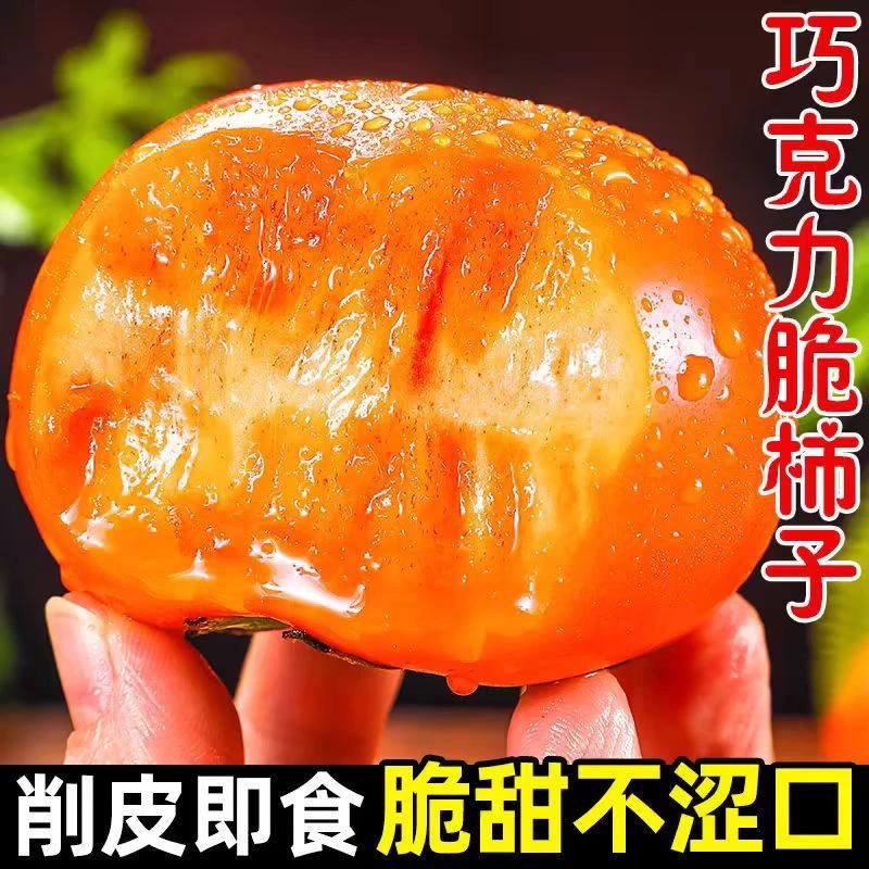 HH现摘正宗阳丰脆柿新鲜巧克力脆柿子 坏果包赔 纯甜不涩口香甜