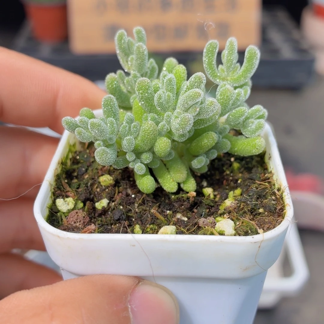 冰晶枝干多肉9.9包邮发货