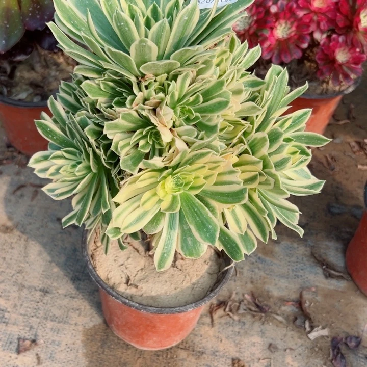 315碧玉多肉植物的