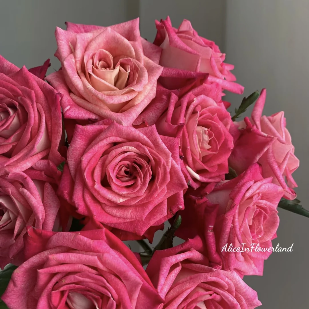 【扶摇】高杯切花月季  耐热抗病 2加仑贵货 根接云南发货