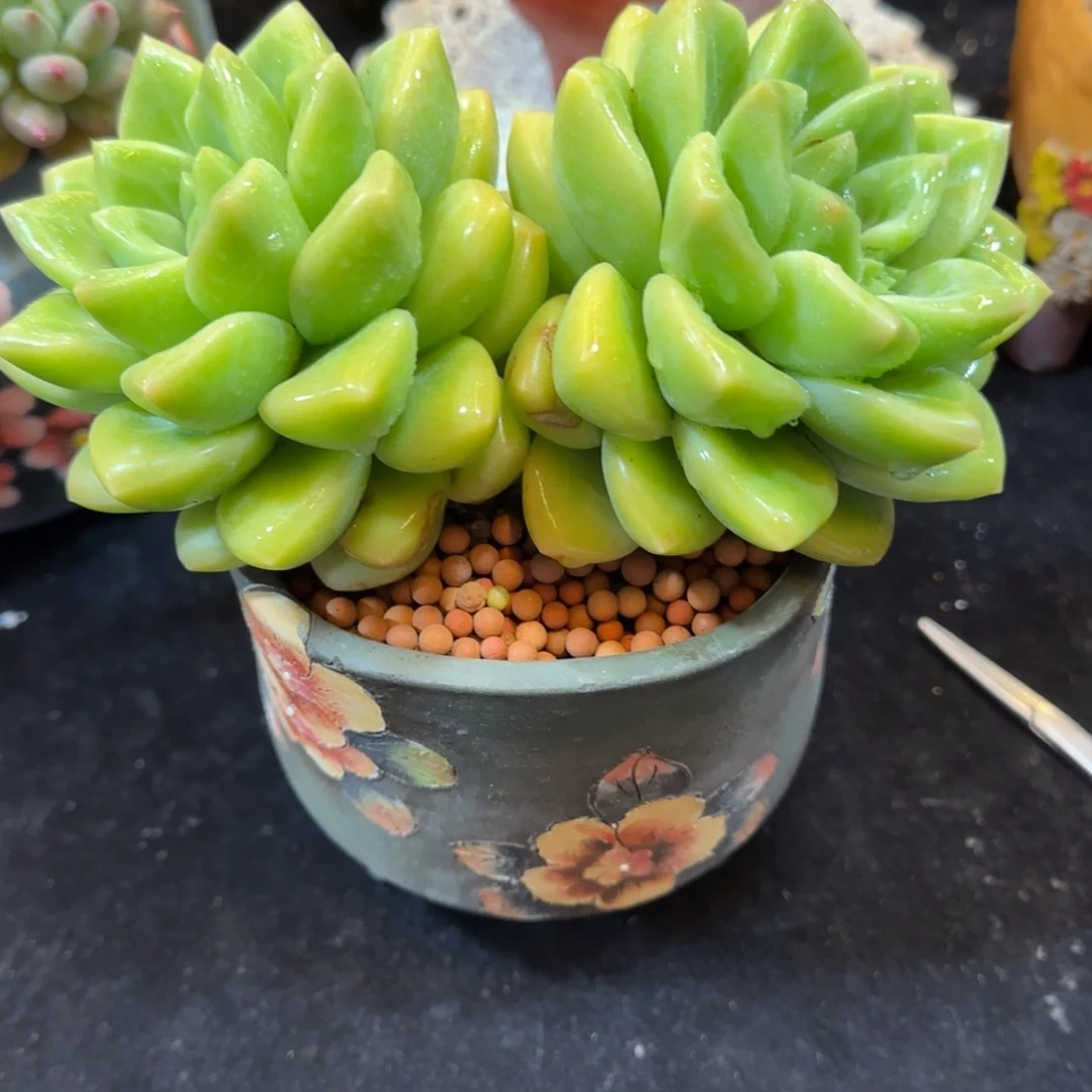 韩版璎珞双头一颗一颗