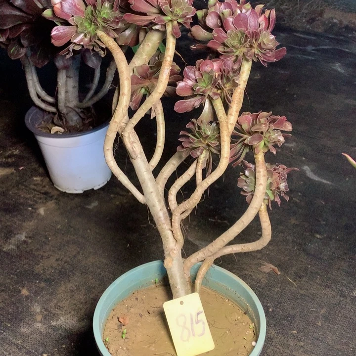 815灰法师多肉一物一拍