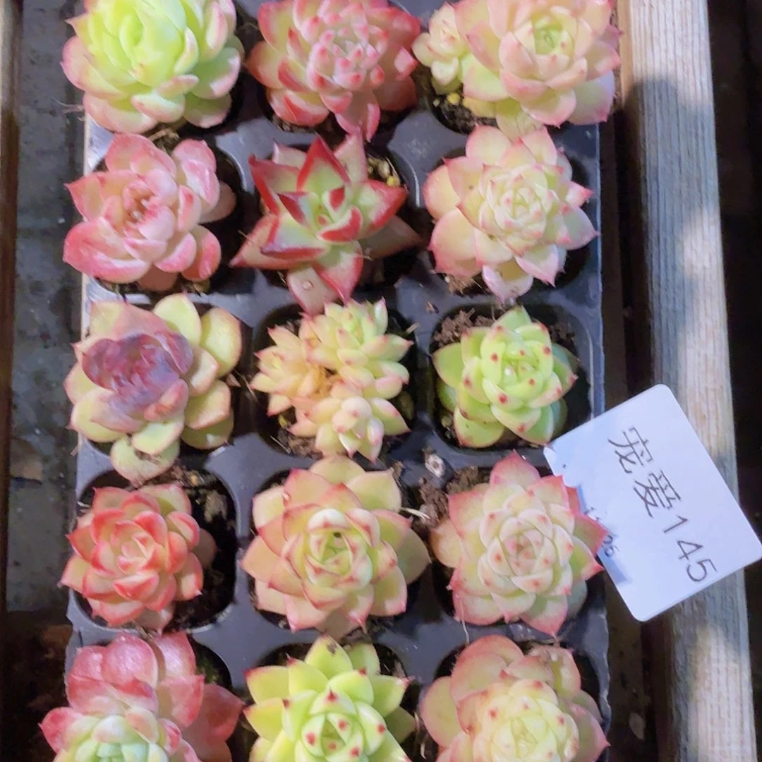 瑕疵不售后福利145