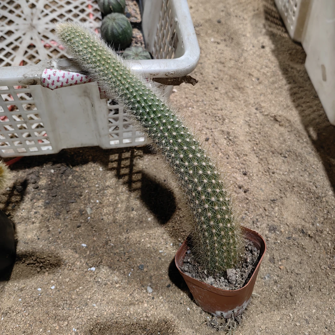 马尾仙人掌多肉植物长毛软毛室内盆栽开花耐旱办公室绿植23-26cm