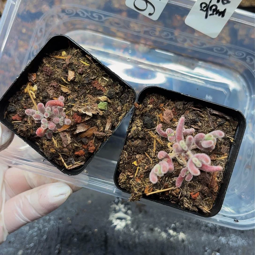 多肉植物多肉植物920量拍