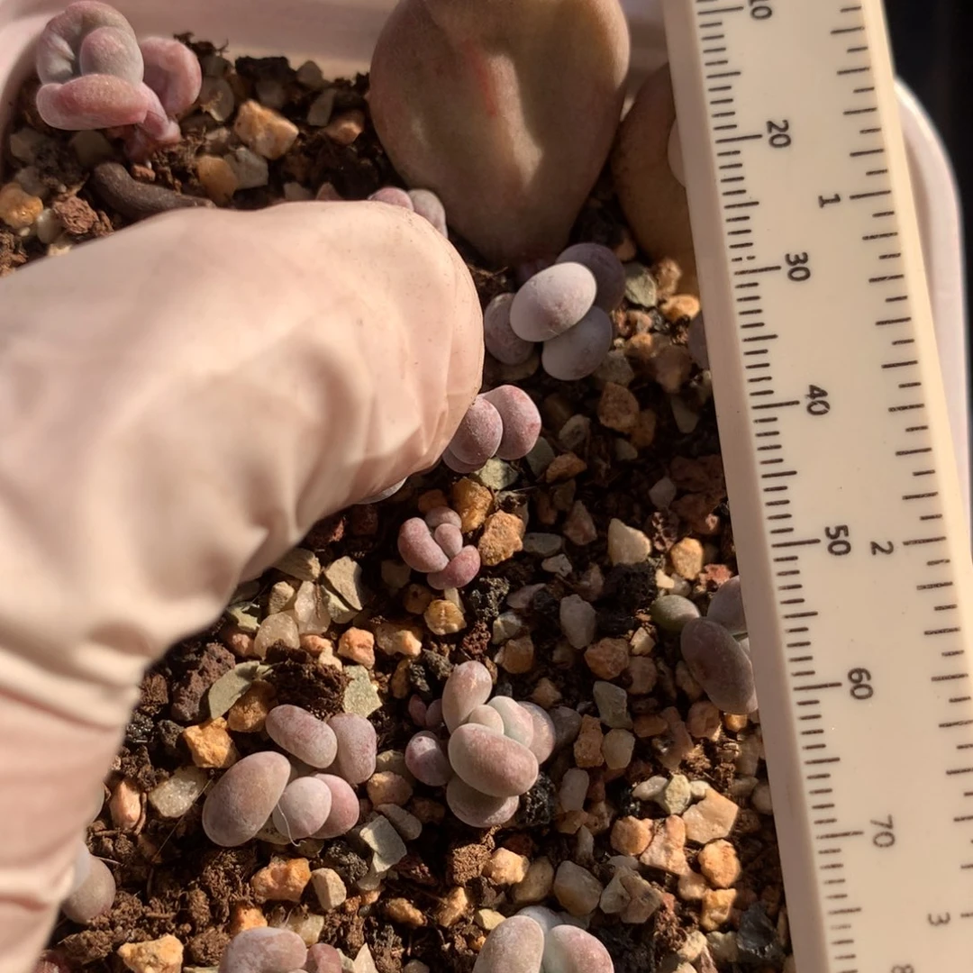 油煎奶酪，油煎奶酪多肉