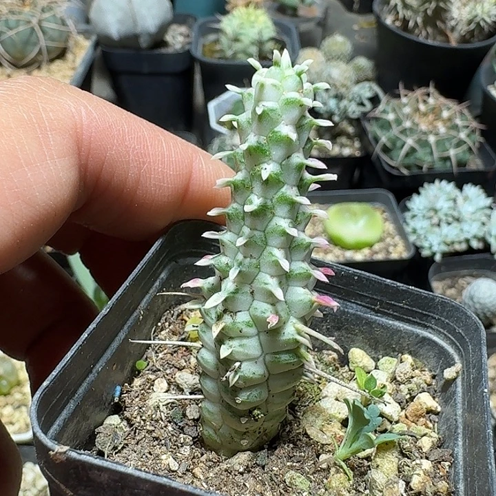 841白桦麒麟脱土发货