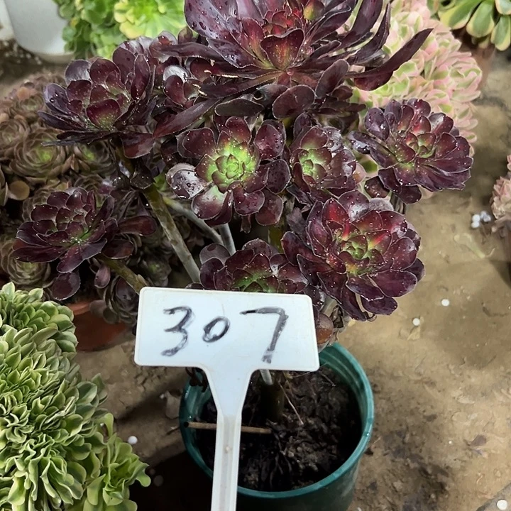 多肉植物原液法师307