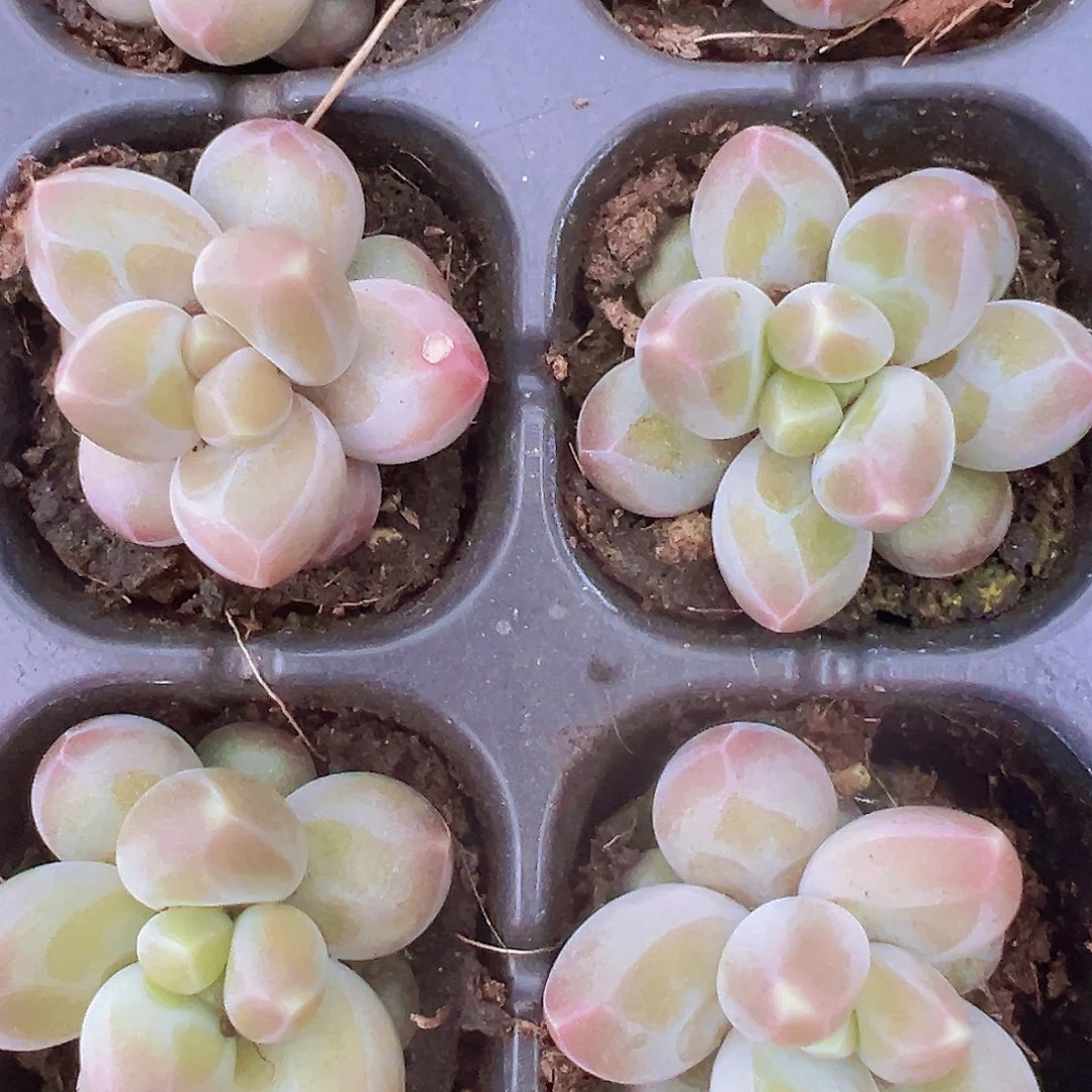 咖啡豆3颗19包邮多肉