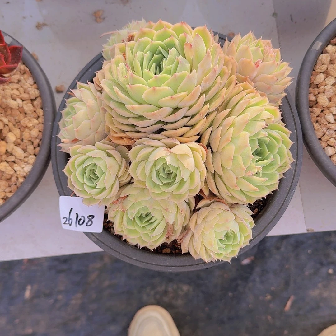 小**?26108昂斯诺多肉