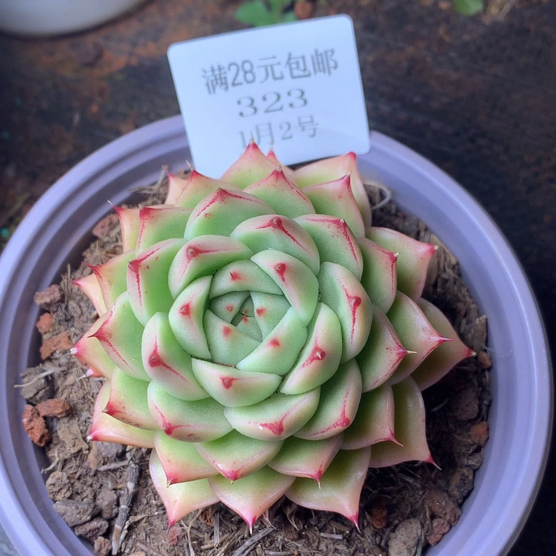 【闪购商品】云323号