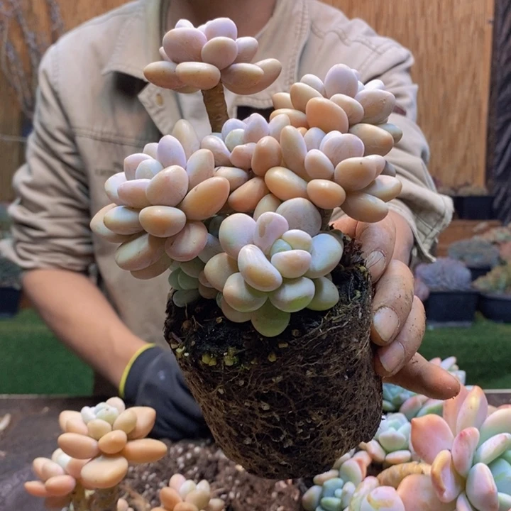 用***6216 号洛神多肉植物