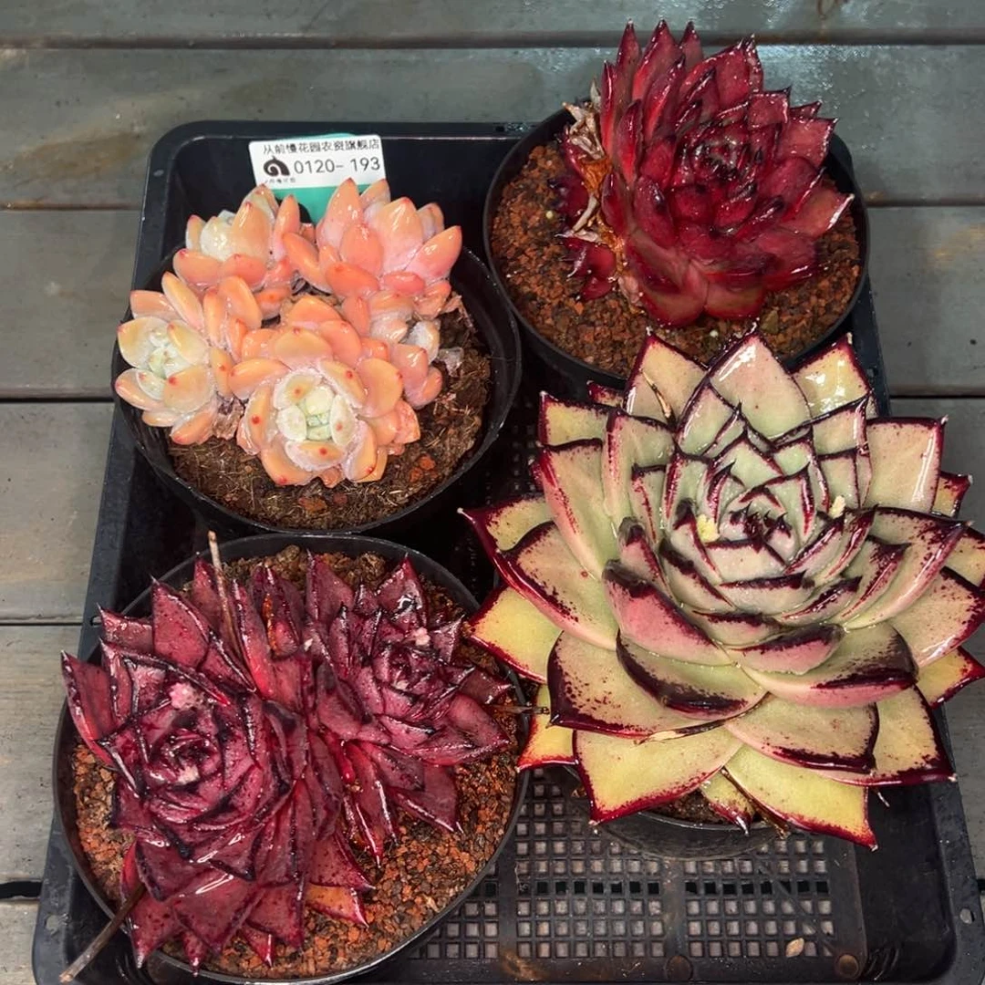 从前慢多肉精选编号0120.193