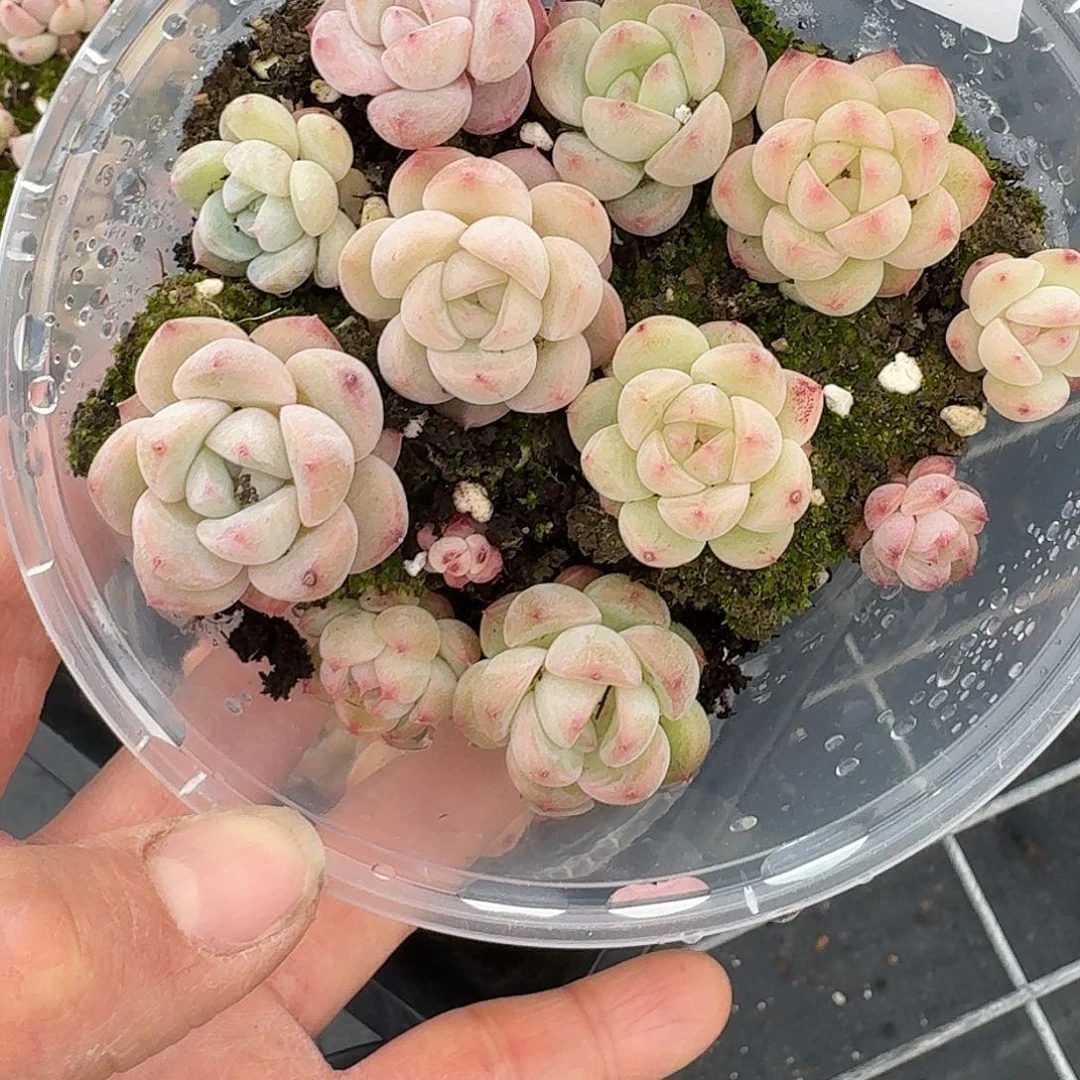 杂交新品珍妮多肉1166