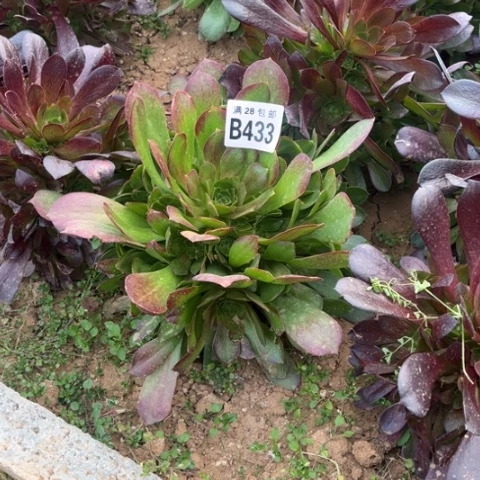 433柠檬玫瑰不包断线