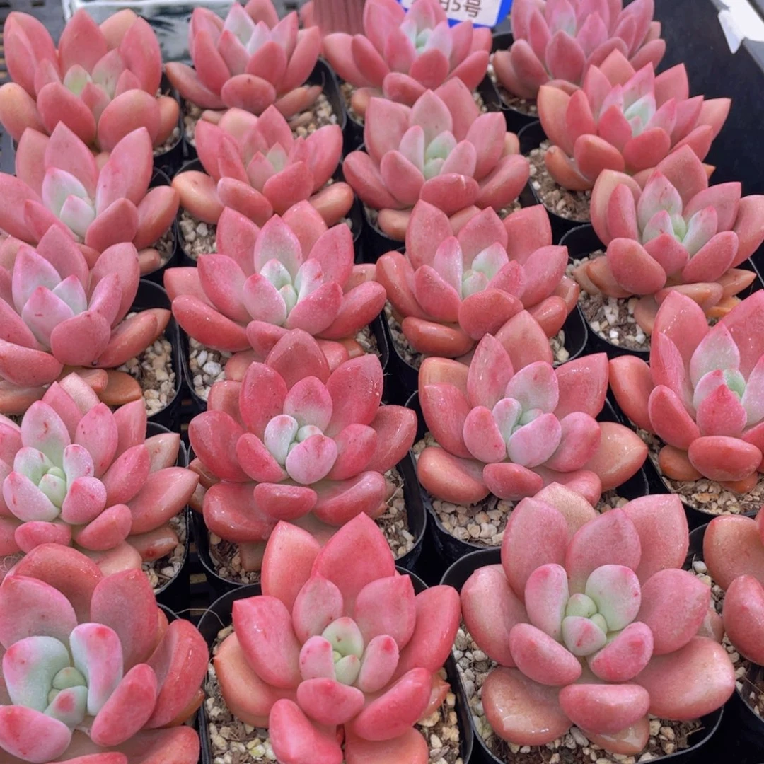 量拍5号 桃花源单头2个