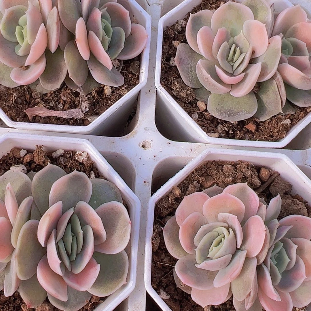 双头蓝色惊喜锦19包邮