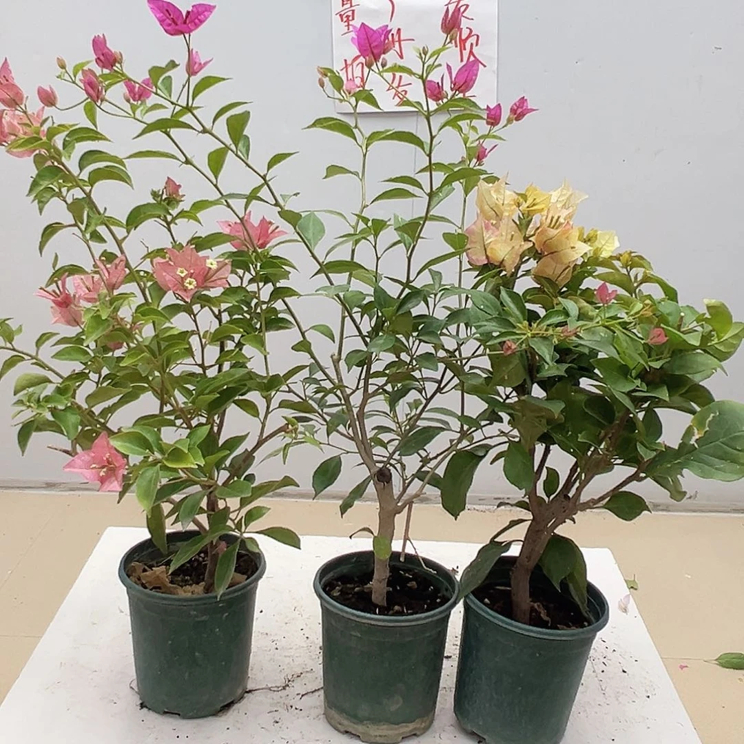 大部分花苞少量开放卡雅塔，婆罗洲螺旋，浅彩虹组合