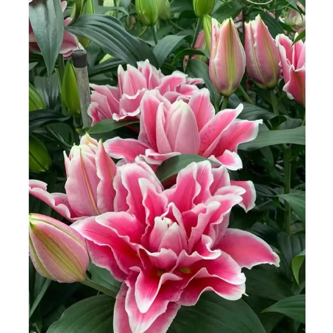 家居鲜花 双重幻想 重瓣百合