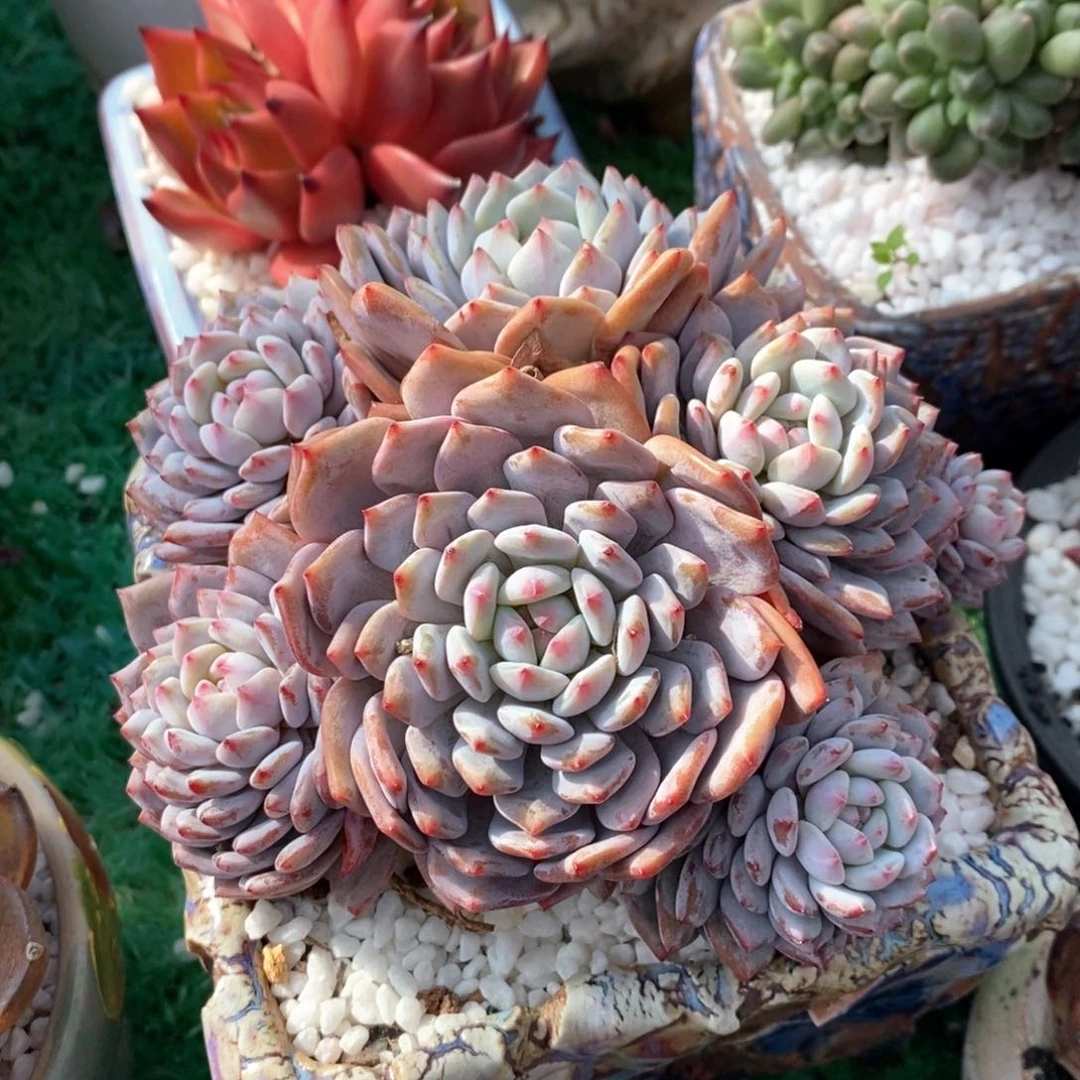 星星橙多肉植物盆栽