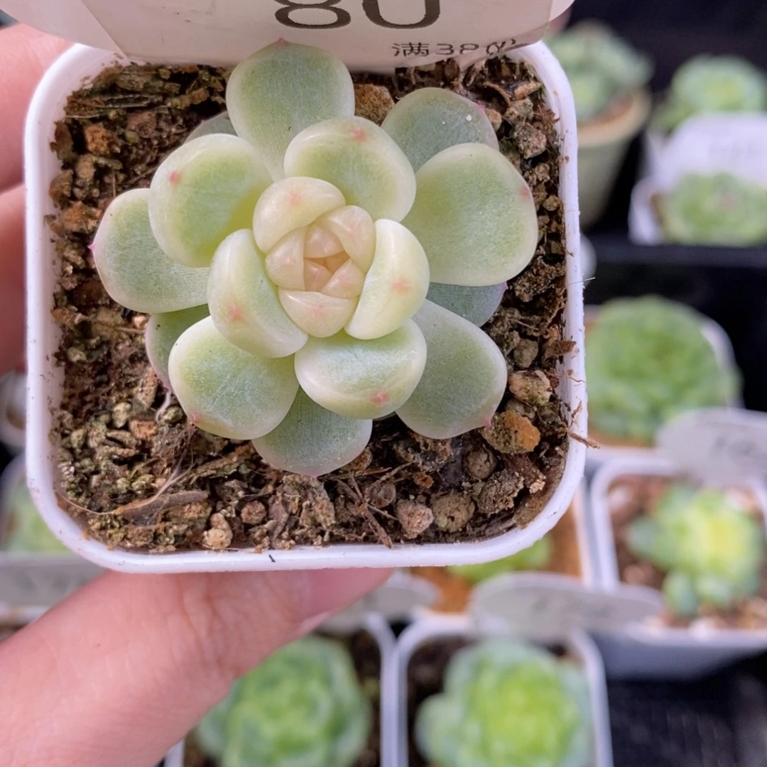 甜心童话一颗单头80号