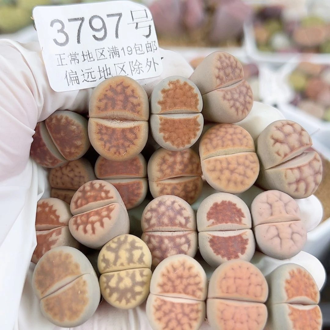 3797 好养易活生石花大母本19个