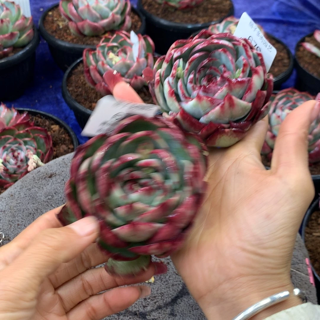 有****望678，679，多肉植物惊鸿8.5