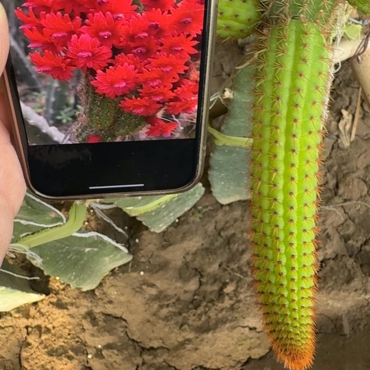 231金妞彩舞柱无根侧牙15公分左右