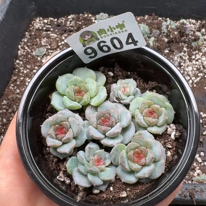 多肉植物多肉植物