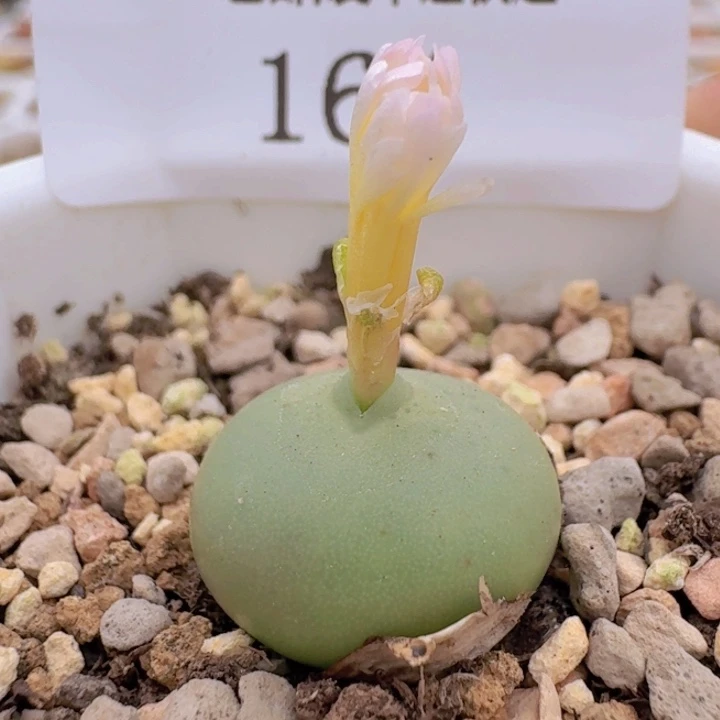 164。