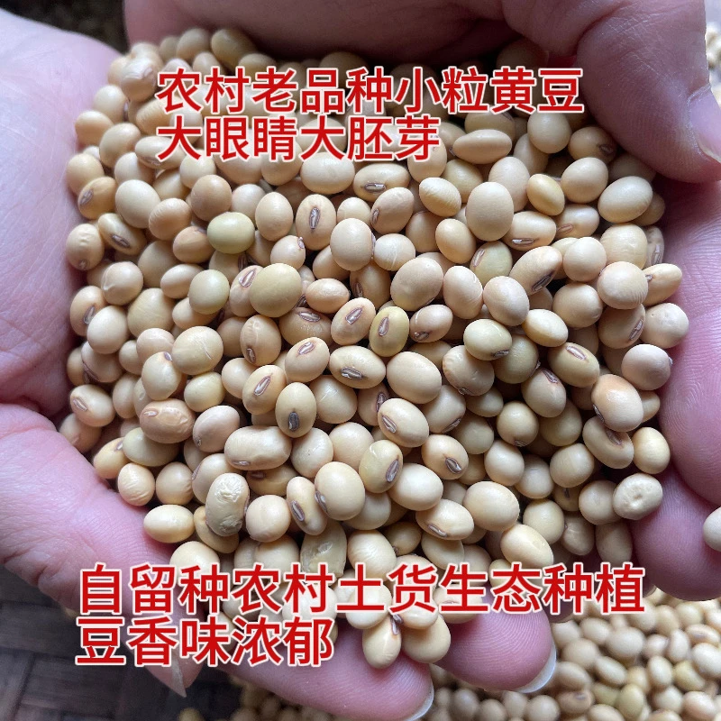 25年新小粒黄豆广西老品种土黄豆农家自然生长豆味浓1斤非转基因