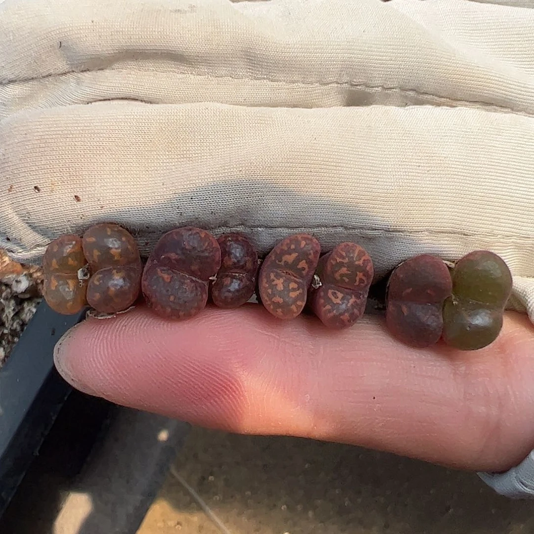 0000量拍橙子帕蒂勋章4颗全部发双头