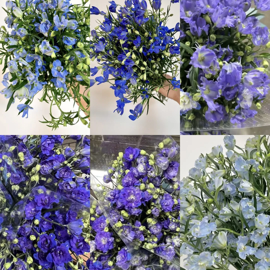 【小飞燕若干枝/扎】（任意三件包邮）未拍保温棉，冻伤不售后