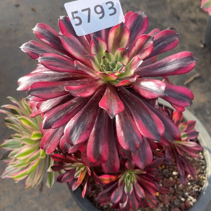 繁***锦火焰精灵不售后多肉