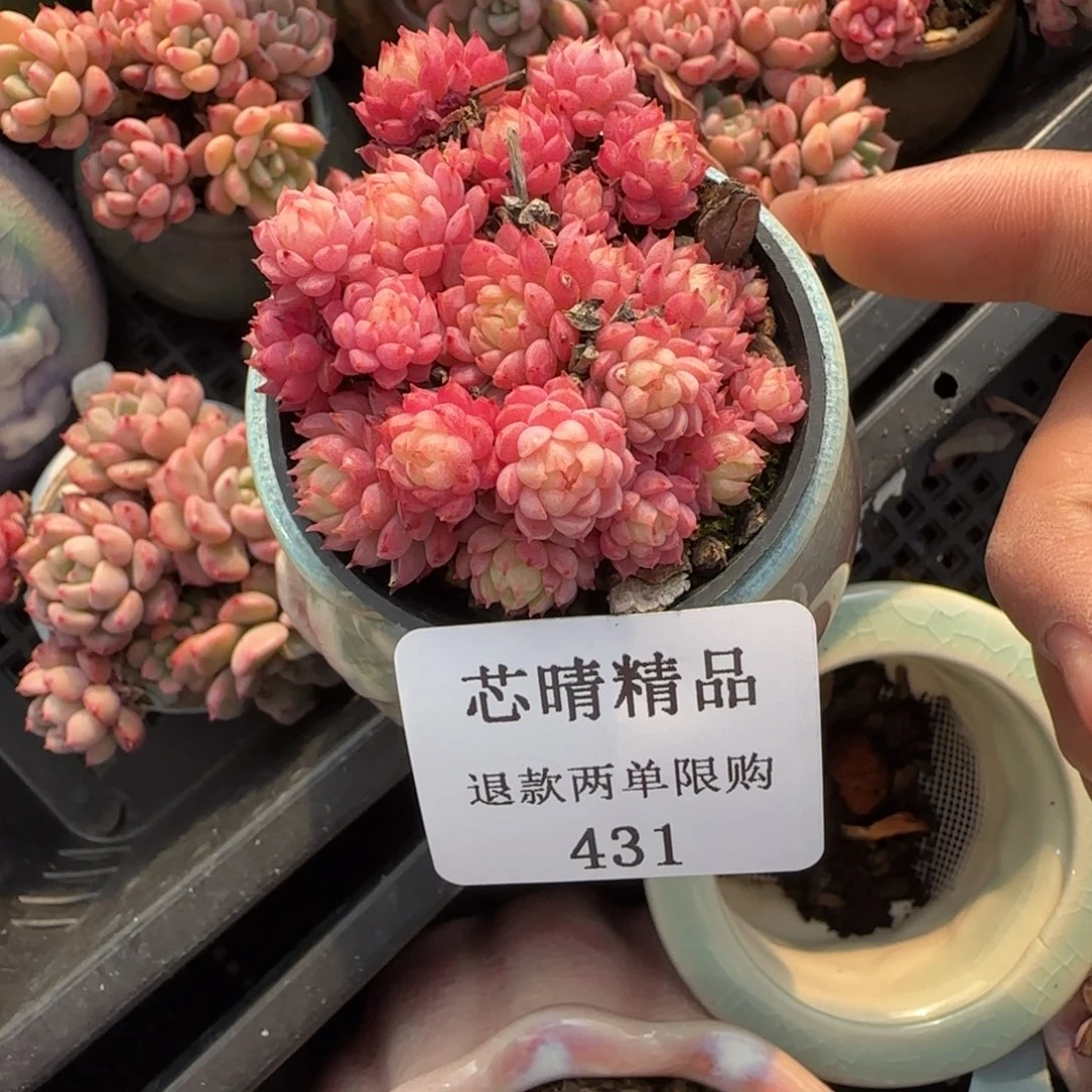 闪购精品多肉431号